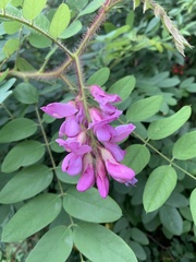 Robinia hispida