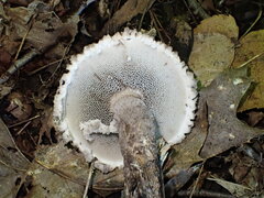 Strobilomyces strobilaceus