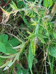 Cirsium discolor