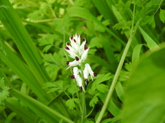 Fumaria capreolata capreolata
