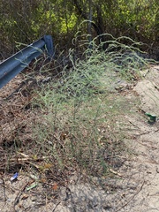 Asparagus officinalis