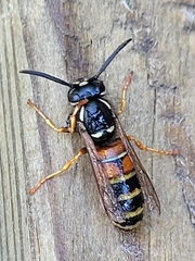Vespula rufa