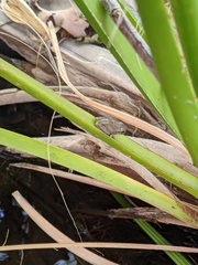 Pseudacris cadaverina