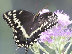 Papilio palamedes