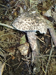 Strobilomyces strobilaceus