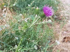 Carduus acanthoides