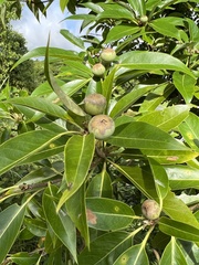 Schima superba kankaoensis