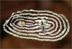 Cyclosa