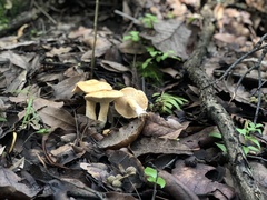 Hydnum rufescens