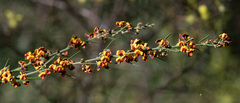 Daviesia leptophylla