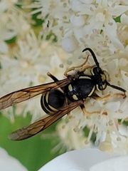 Vespula vidua
