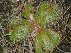Drosera magna