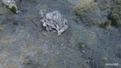 Mesophyllum lichenoides