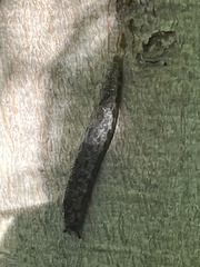 Megapallifera mutabilis