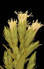 Brickellia eupatorioides texana