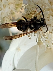 Vespula vidua