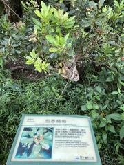 Schima superba kankaoensis