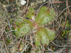 Drosera magna