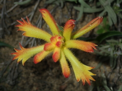 Anigozanthos humilis