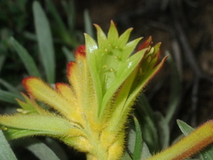 Anigozanthos humilis