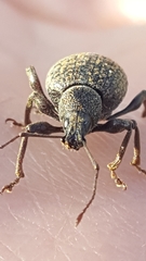 Otiorhynchus aurifer