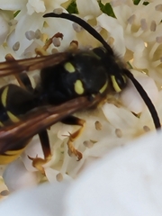 Vespula vidua