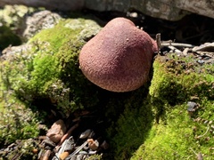 Tricholomopsis rutilans