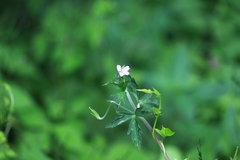 Geranium sibiricum