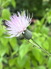 Cirsium muticum