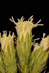 Brickellia eupatorioides texana