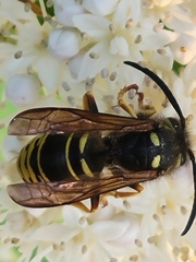 Vespula vidua