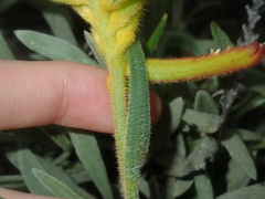 Anigozanthos humilis