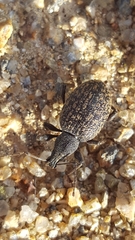 Otiorhynchus aurifer