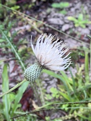 Cirsium muticum