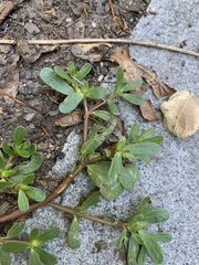 Portulaca oleracea