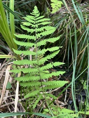 Thelypteris palustris