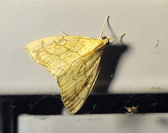 Evergestis pallidata