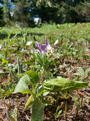 Erythronium sibiricum