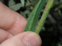 Anigozanthos humilis