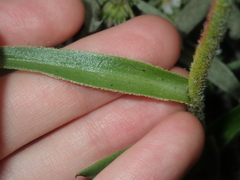 Anigozanthos humilis