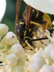 Vespula vidua