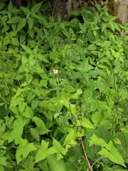 Geranium sibiricum