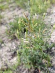 Bromus riparius