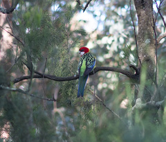 Platycercus eximius