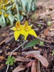 Caladenia flava