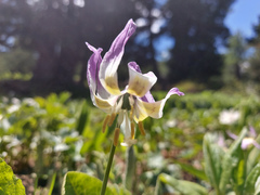 Erythronium sibiricum