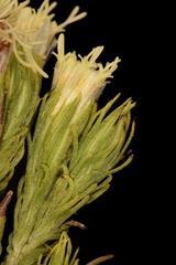 Brickellia eupatorioides texana