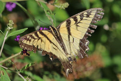 Papilio glaucus