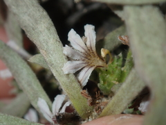 Scaevola
