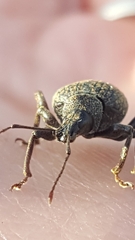 Otiorhynchus aurifer